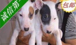 狗的交配视频,揭秘犬类交配行为